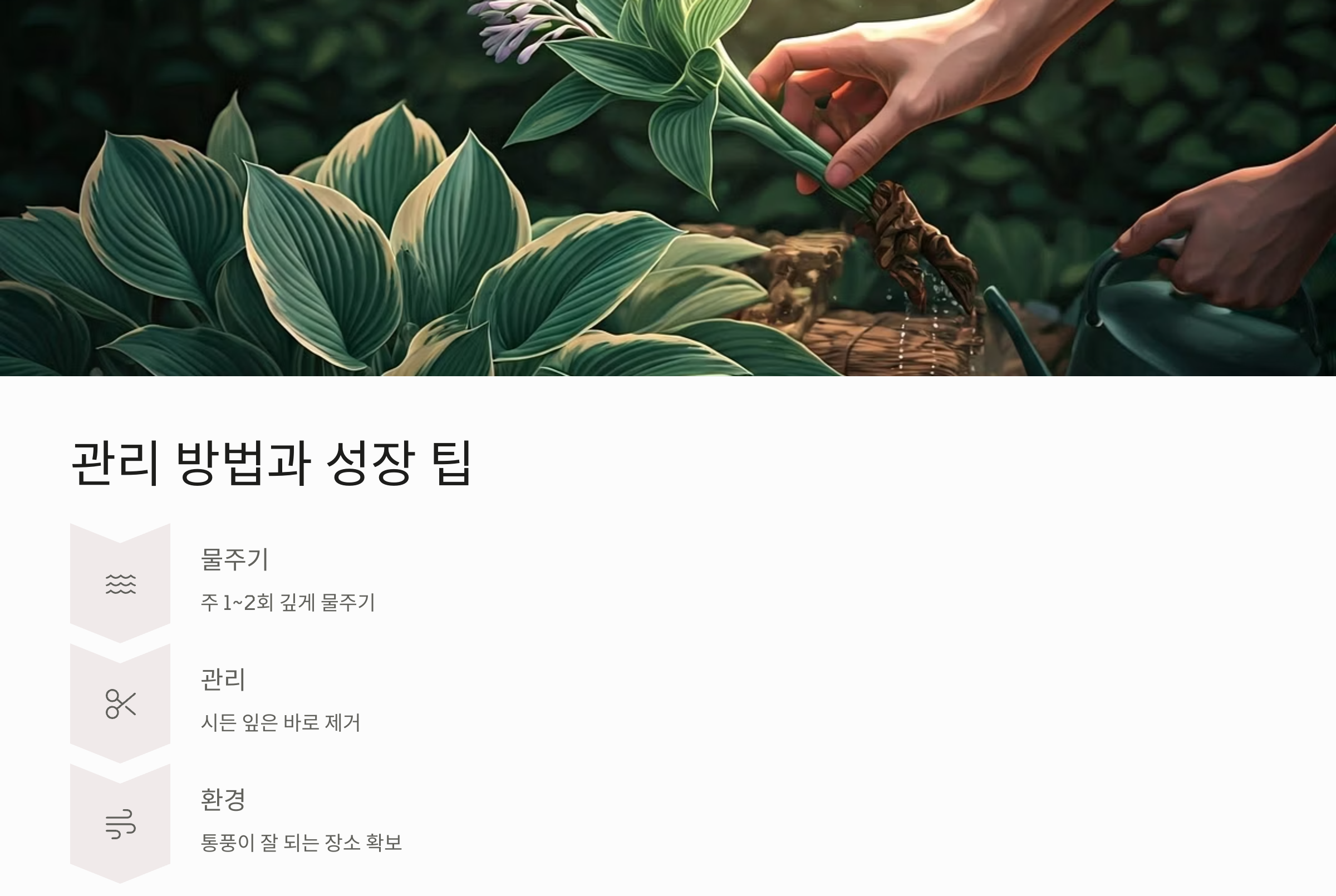 일월비비추