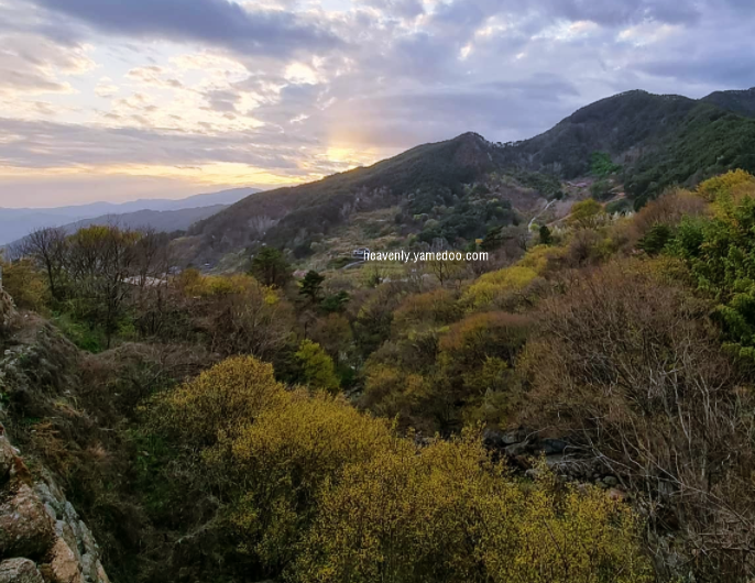 구례 산수유축제
