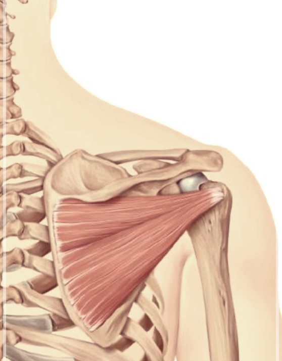 왼쪽날개뼈통증 극복하기: 효과적인 스트레칭과 운동법