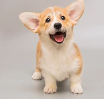 강아지 나이 계산법