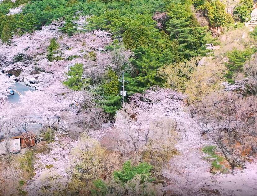 진해 군항제 축제 정보