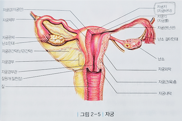 자궁의 구조