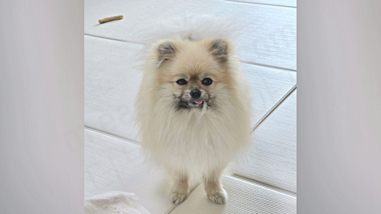 털을 물고 있는 포메라니안