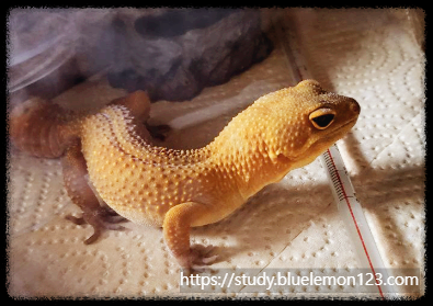 레오파드 게코 알 부화시키는 방법