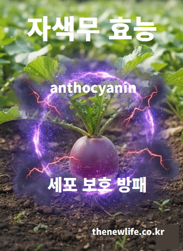 자색무 효능의 핵심 성분인 안토시아닌의 항산화 작용을 시각적으로 표현한 이미지