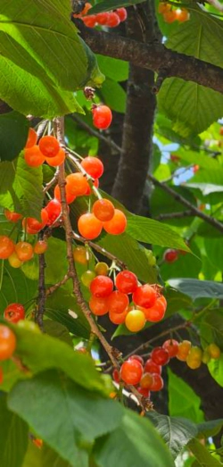 보리수 열매 효능