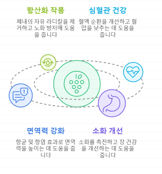 양파 와인 효능