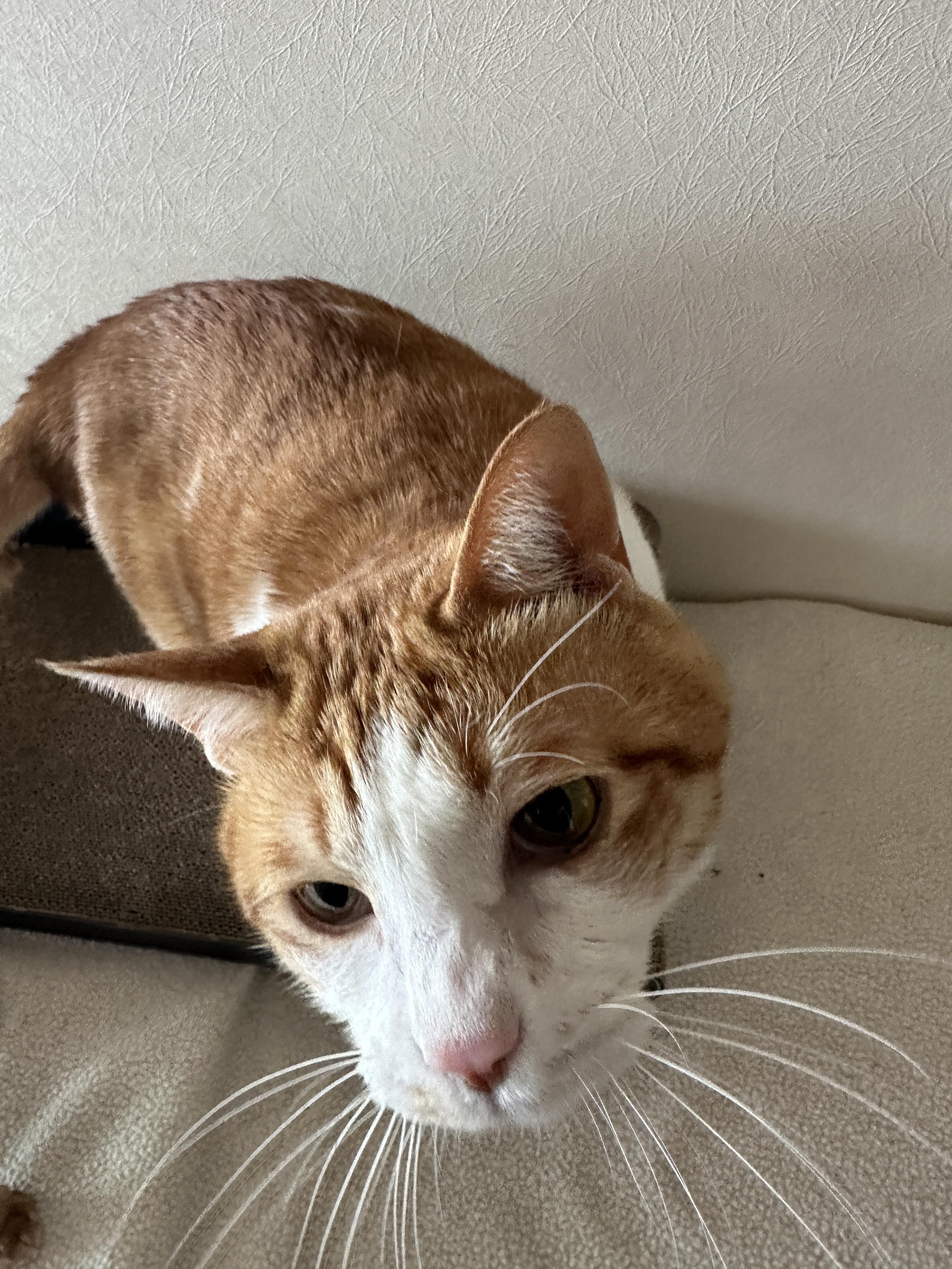 고양이들이 환장하는 짜먹는 간식이 있다! (feat. 건이랑 다다가 먹어주는 짜먹는 간식!)