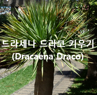 드라세나 드라코(Dracaena Draco) 키우기 특징 등