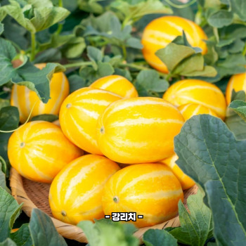 참외껍질 음식물쓰레기 인가요