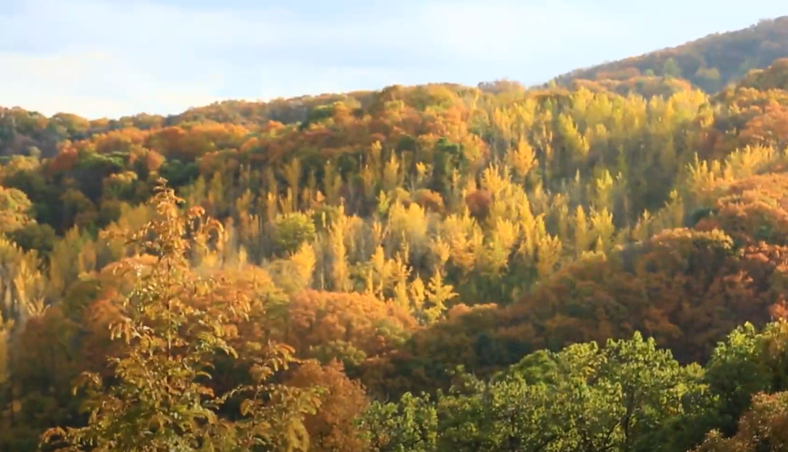 에버랜드 비밀의 은행나무 숲 예약 신청