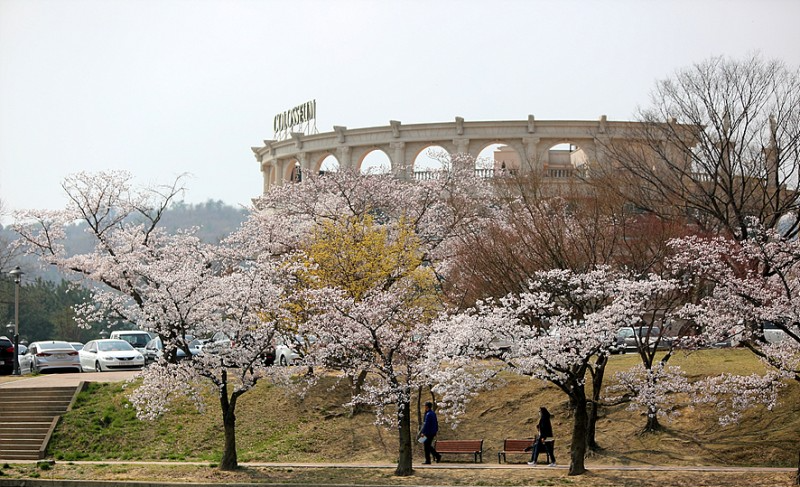 벚꽃 개화시기 2023