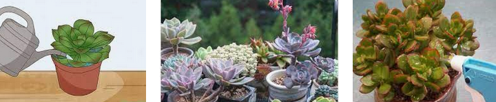 다육이 물주는 장면 사진