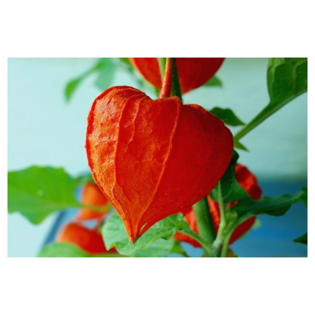 맥문동과 관련된 사진입니다.