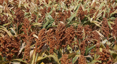 소화를 천천히 할수 있게 도와주는 수수의 농사 모습