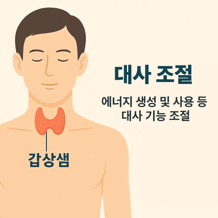 갑상선 기능 저하증이란