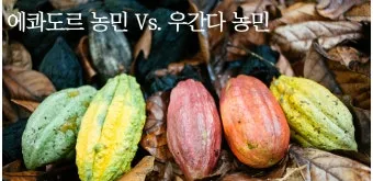 카카오 재배 온습도 관리 차광막 설치 열매 발효_6