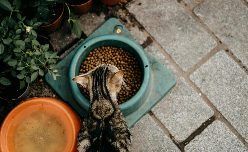 고양이 밥먹는 속도