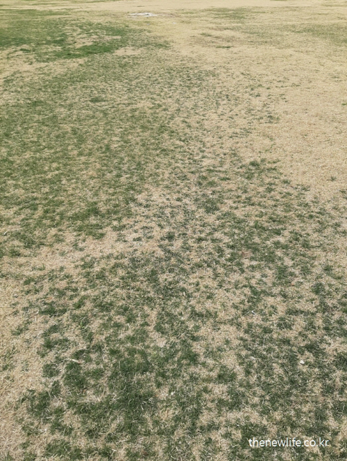 Partially dry lawn at Guri Hangang Citizen Park, real barefoot walking ground / 구리 한강시민공원 잔디 상태 &ndash; 일부 마른 구간이 섞인 잔디밭 어싱, 맨발 걷기 지면