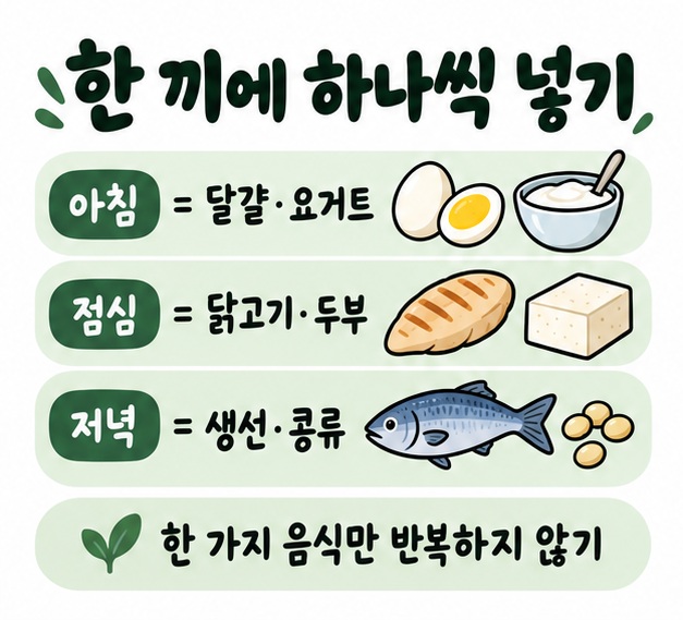 아침 달걀·요거트, 점심 닭고기·두부, 저녁 생선·콩류처럼 한 끼에 넣기 쉬운 단백질 음식을 보여주는 카드