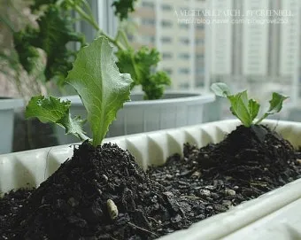 양상추 재배 결구 키우기 파종 시기 물주기 요령_13