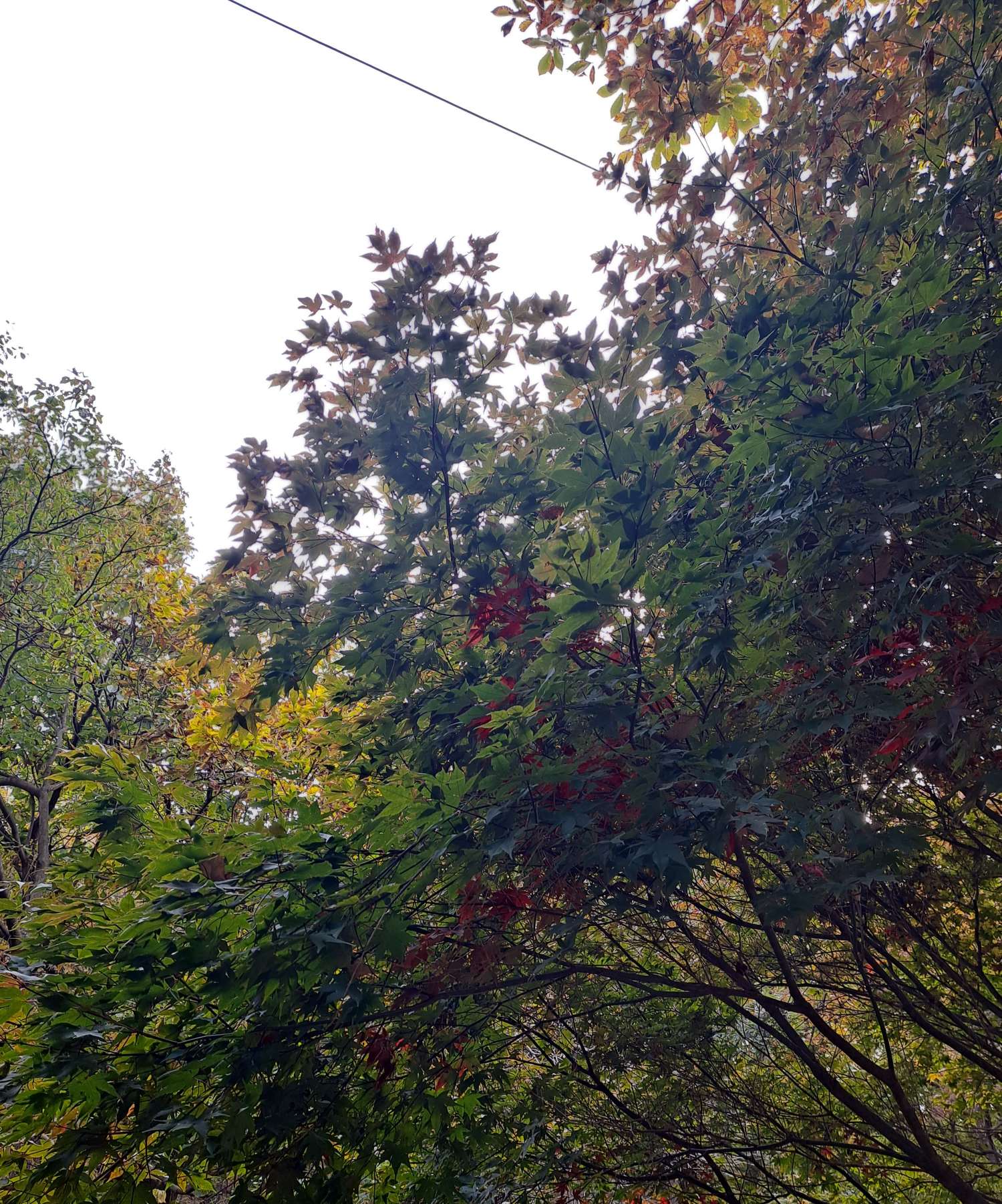 전등사 군데군데 단풍