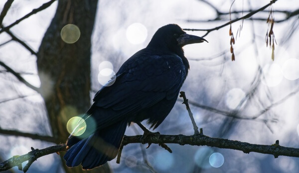 나무위에-앉아있는-까마귀-한마리