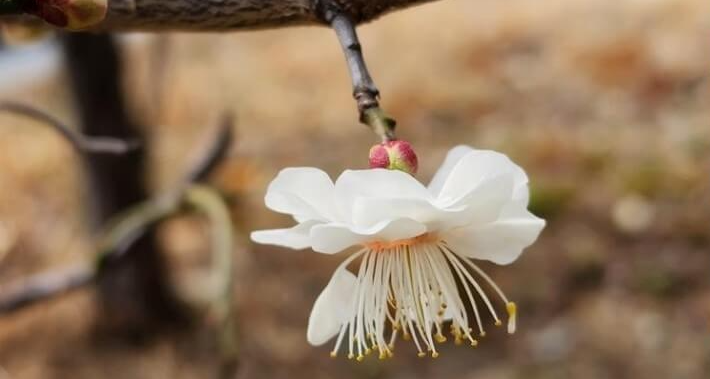 매화꽃-개화시기