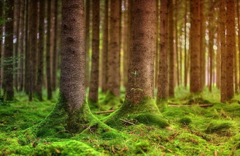 러브버그퇴치법9