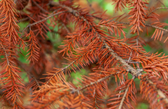 진화하는 식물: 기후 변화에 적응하는 초고속 진화 사례