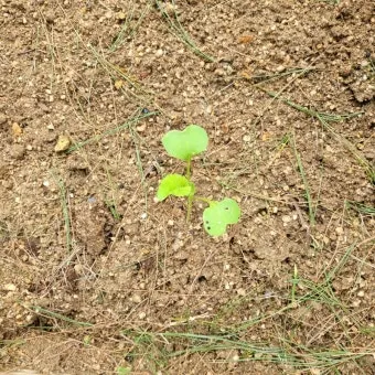 알타리무 파종시기 핵심 포인트_7