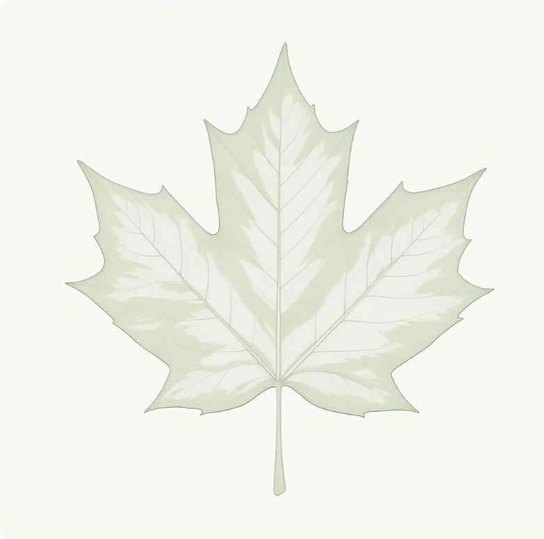 우리가 아는 그 모습&amp;#44; 날렵한 단풍나무