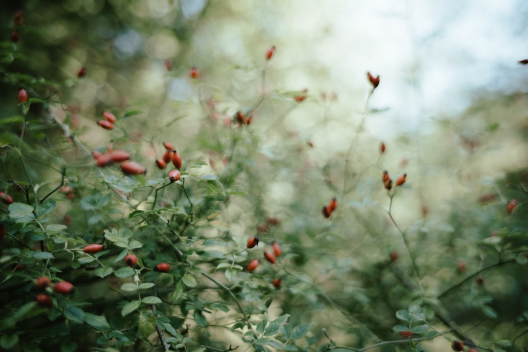Rosehip
