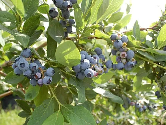 블루베리 활성 산소 제거에 도움