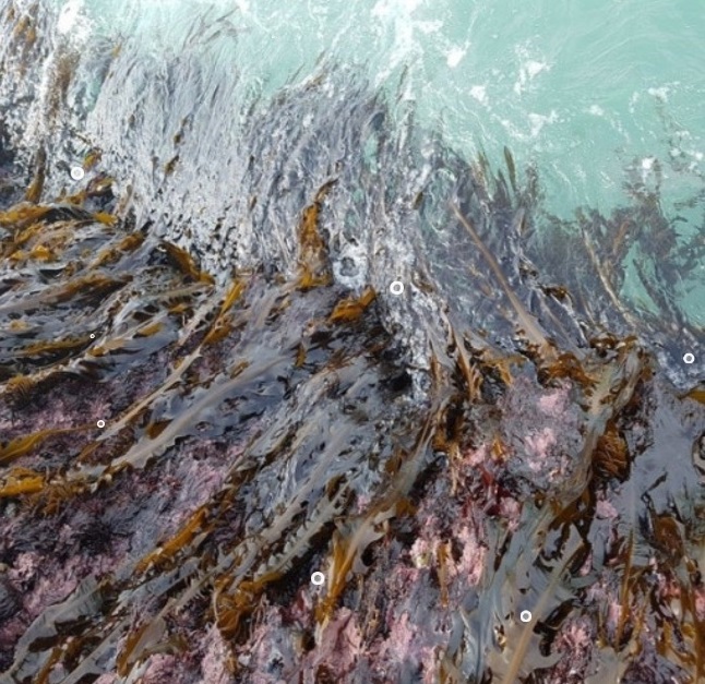 맹골도-자연산-돌미역-택배-주문