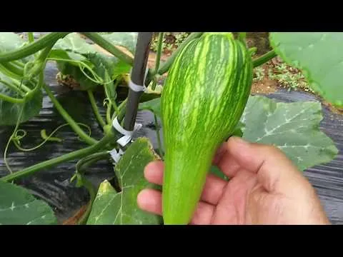 애호박 재배 꽃 관리 수분 받기 토양 배수 개선_5