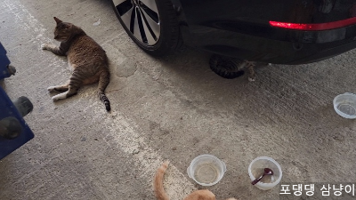 옆으로-누워서-쉬고-있는-고양이.