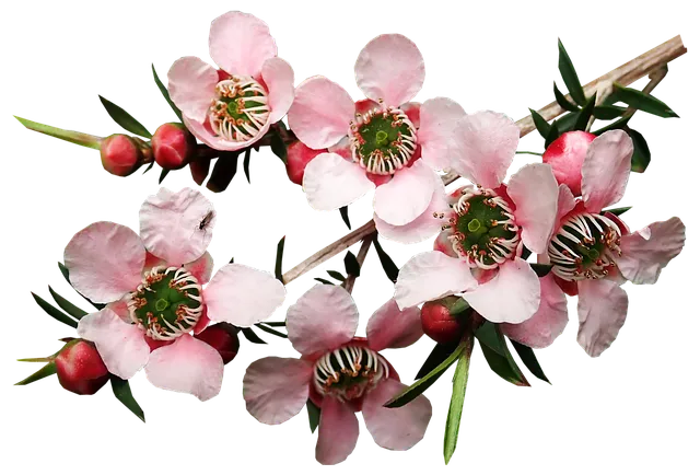 차나무 재배 잎 따기 시기 그늘 재배 향 유지_8