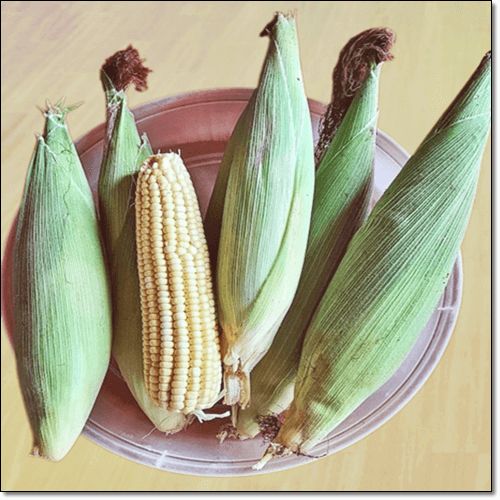 초당옥수수 유래