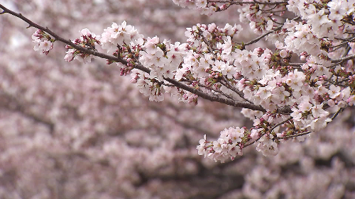 서울 벚꽃 명소