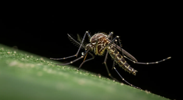 말라리아 서식지를 표현한 이미지