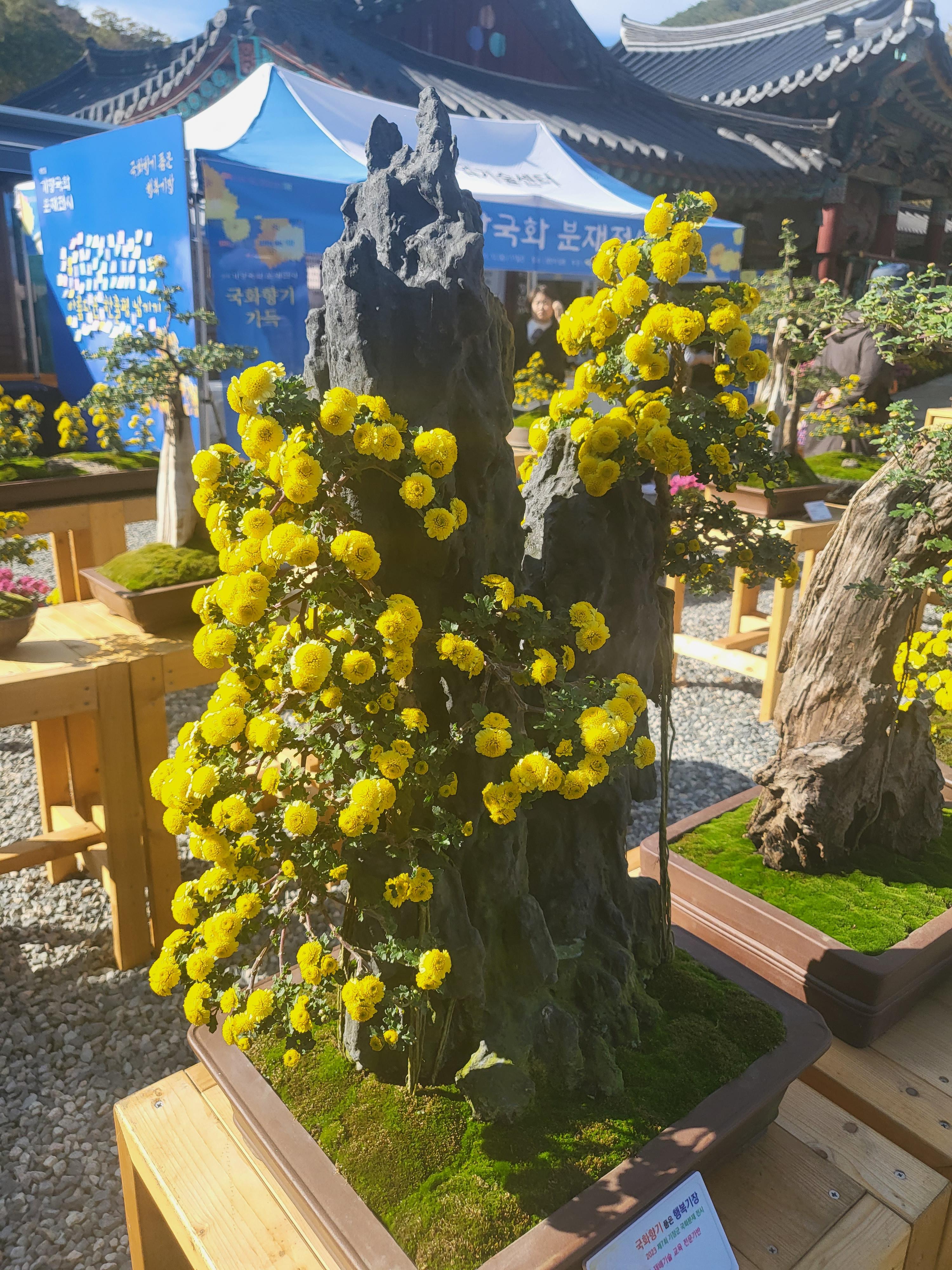 국화 향기 가득한 부산 기장 장안사 제 7회 기장 국화분재전시회가 열렸습니다.