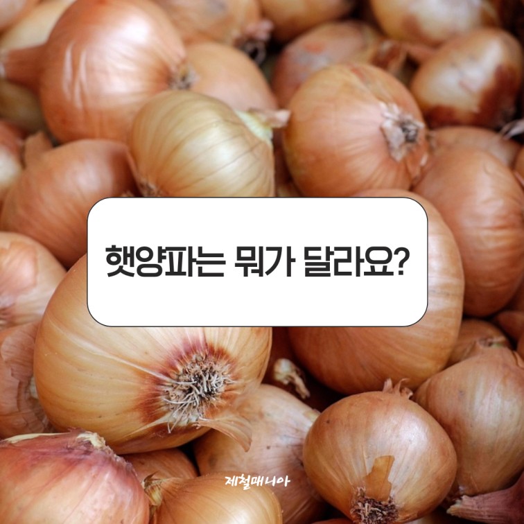 양파장아찌