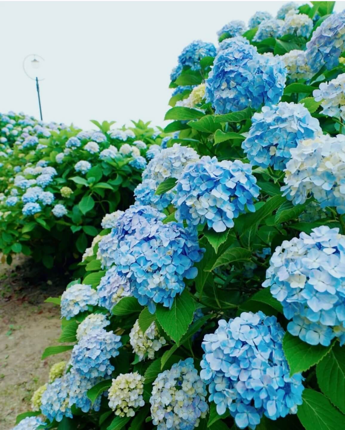 거제 저구항 수국축제