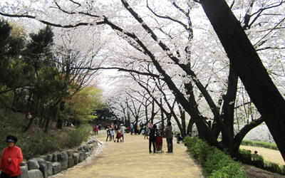 안산 벚꽃길