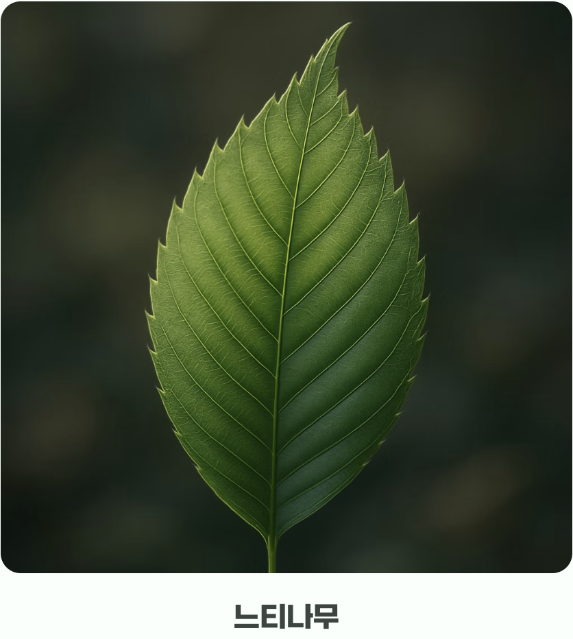 느티나무와의 미묘한 차이