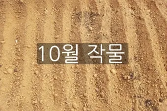2025년 10월에 파종하기 좋은 작물들 농업 재배법_15