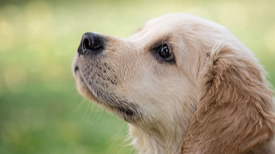 골든 레트리버 사진