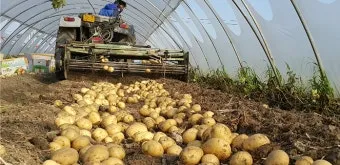 감자 재배 심는간격 상토 선택 배수 관리_5