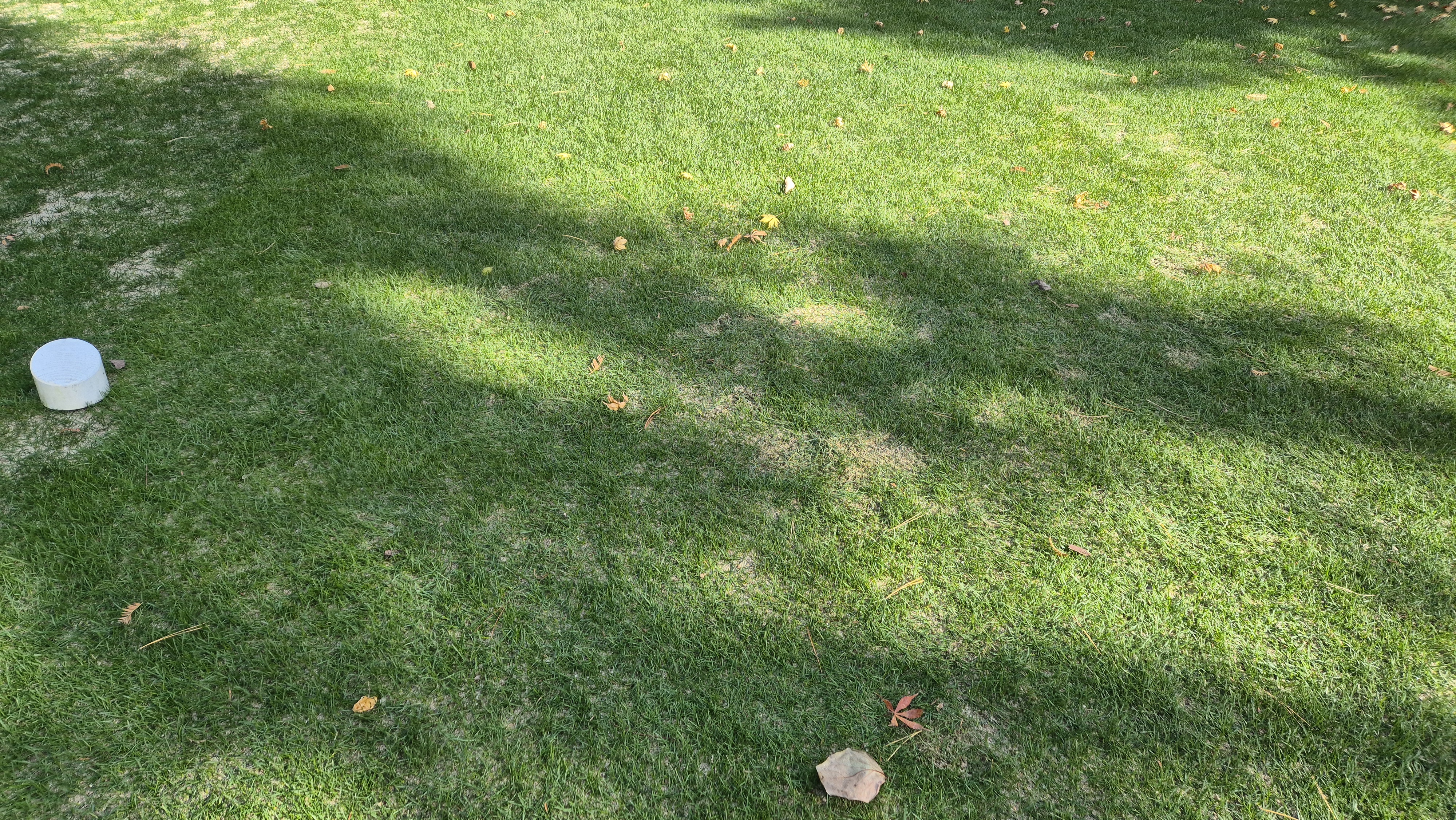 세종에머슨cc 밸리-마운틴 코스 티잉구역 상태